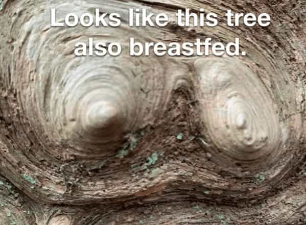 breastfeeding memes Looks like this tree 'also breastfed.