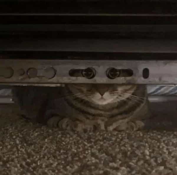 cursed images