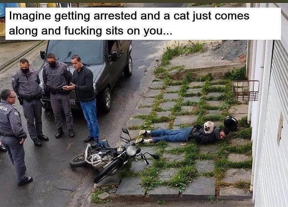 meme dump Imagine getting arrested and a cat