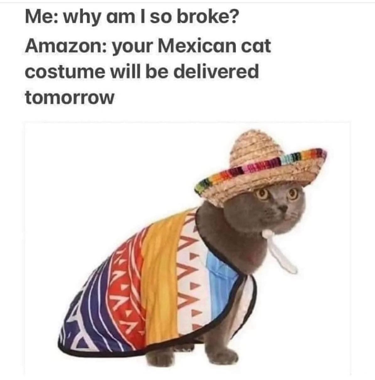 meme dump Me: why am I so broke? Amazon: your Mexican cat costume will be delivered tomorrow