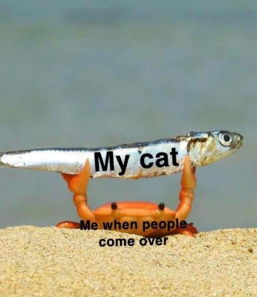 meme dump
