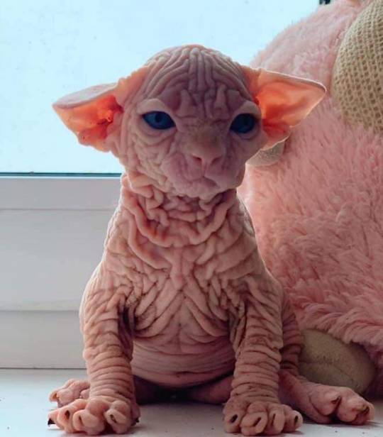funny memes baby kitten wrinkled hairless cat