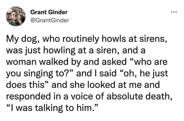 funny pics My dog, who routinely howls at sirens, was just howling at a siren, and a woman walked by and asked "who are you singing to?" and I said "oh, he just does this" and she looked at me and responded in a voice of absolute death, "I was talking to him."