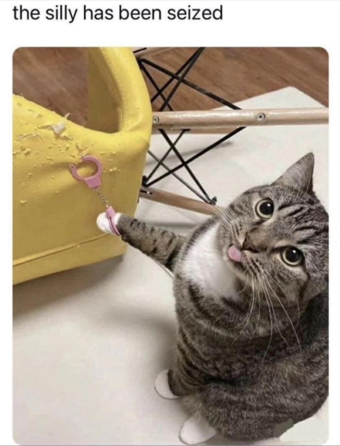 funny pics the silly has been seized
