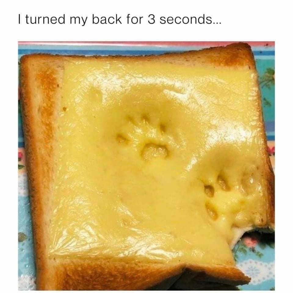 funny memes I turned my back for 3 seconds... cat paws on grilled cheese