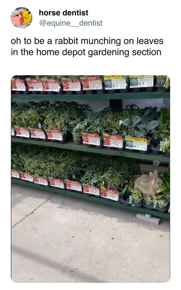funny memes oh to be a rabbit munching on leaves in the home depot gardening section
