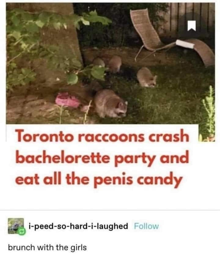 funny memes Toronto raccoons crash bachelorette party and eat all the penis candy