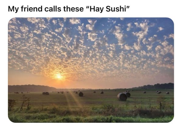 meme dump, hilarious memes