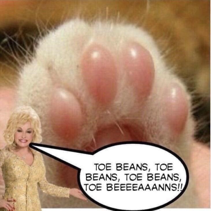 Puns Using Song Lyrics TOE BEANS, TOE BEANS, TOE BEANS, TOE BEEEEAAANNS!!