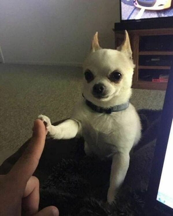Derpy animals