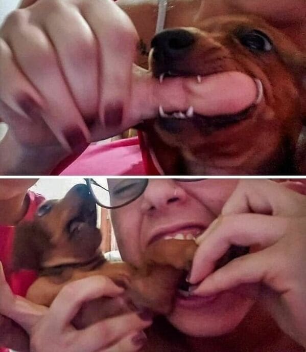 Derpy animals