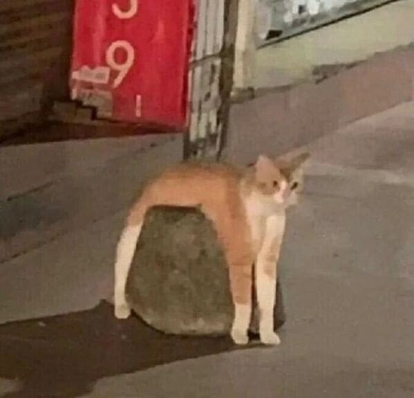 Derpy animals cat on rock