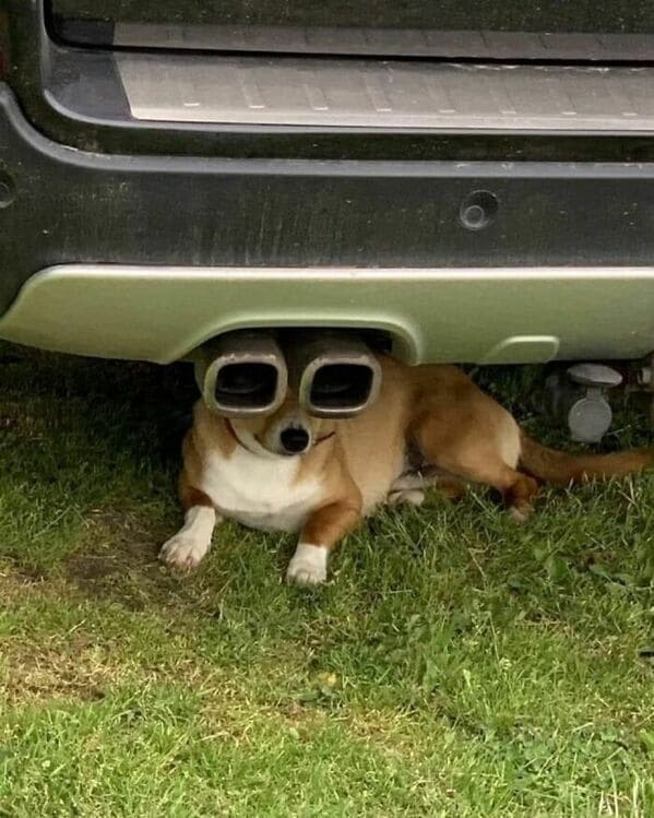 Derpy animals dog exhaust