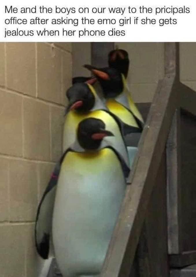 funny memes