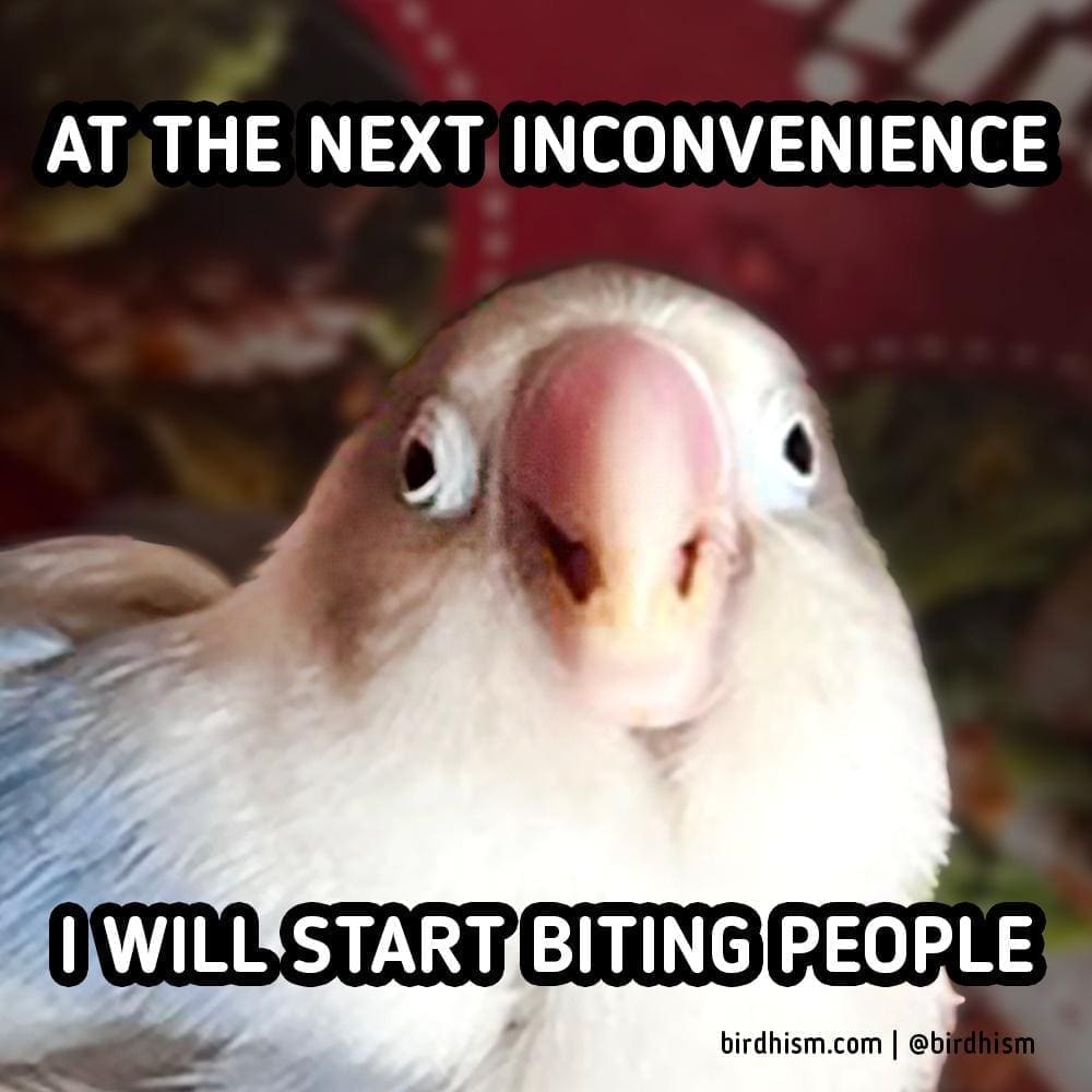 meme dump, hilarious memes, fresh memes, funny memes, best memes, daily memes, unch break memes, daily dose of laughter, midday humor, meme collection, comedic compilation, humorous images