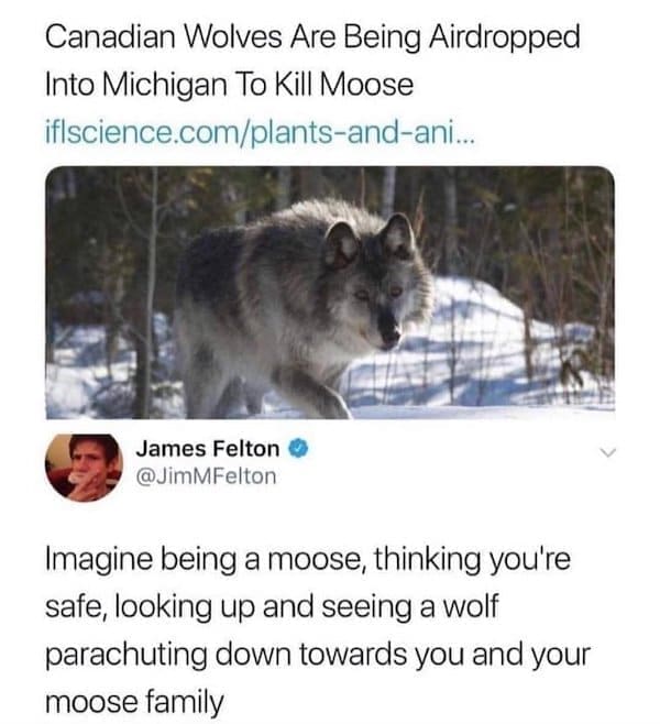 State memes Imagine being a moose, thinking you're safe, looking up and seeing a wolf parachuting down towards you and your moose family