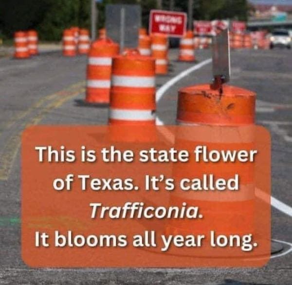 State memes This is the state flower of Texas. It's called Trafficonia. It blooms all year long.