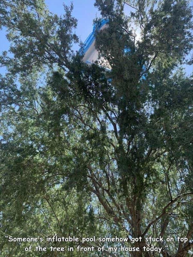 "Someone's inflatable pool somehow got stuck on top of the tree in front of my house today.