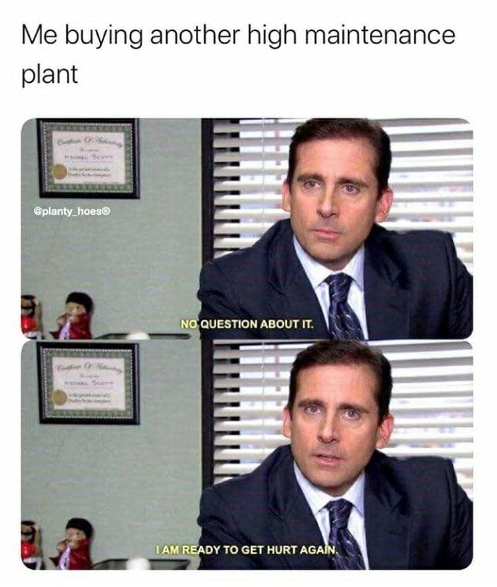 classic memes, vintage memes, old memes, best memes, iral tweets, internet humor, nostalgic humor, iconic memes, legendary tweets, timeless humor