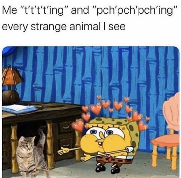 spongebob memes, spongebob jokes, Spongebob Squarepants humor, Bikini Bottom jokes, animated series memes, Patrick Star memes, Squidward humor