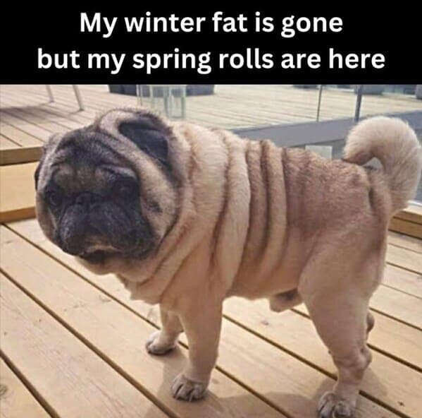 My winter fat is gone but my spring rolls are here