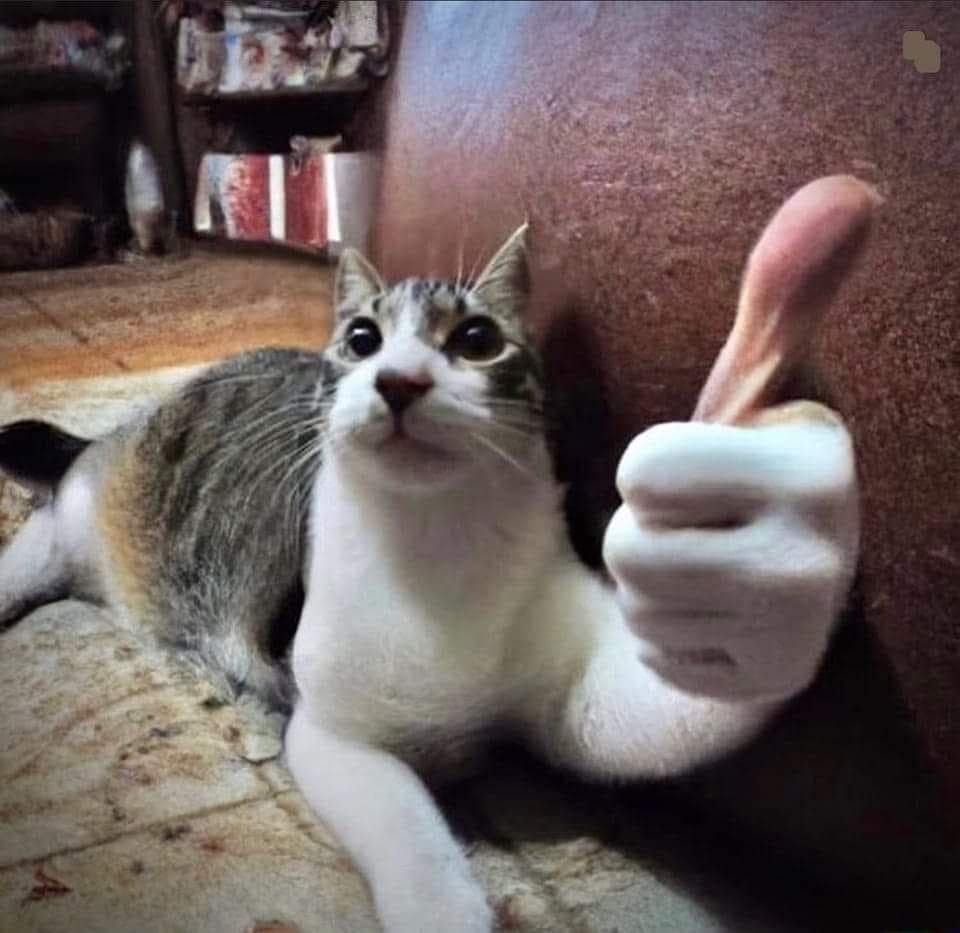animal memes, funny animal memes, funny pet memes, humorous animal images, amusing animal jokes, comical creature memes, hilarious pet pics, chuckle-worthy animal humor