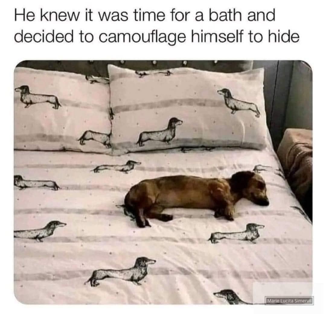 meme dump, funny memes, hilarious memes