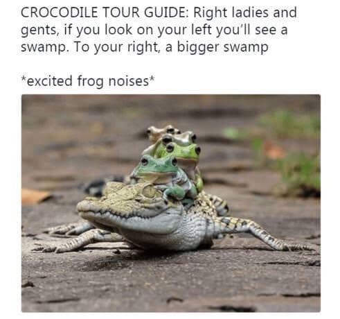 meme dump, hilarious memes