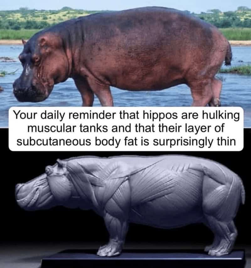 Your daily reminder that hippos are hulking muscular tanks and that their layer of subcutaneous body fat is surprisingly thin