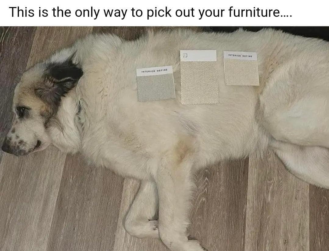 dog memes, doggo memes, funny dog memes, hilarious dog memes, best dog memes, canine memes, pup memes, amusing dog memes