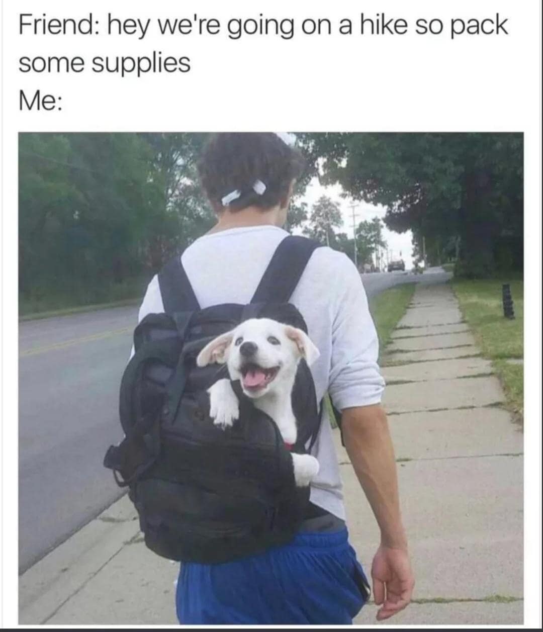 dog memes, doggo memes, funny dog memes, hilarious dog memes, best dog memes, canine memes, pup memes, amusing dog memes