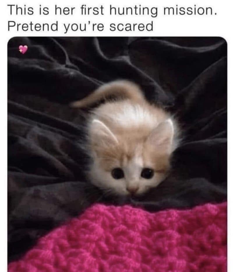 funny memes. This is her first hunting mission. Pretend you're scared