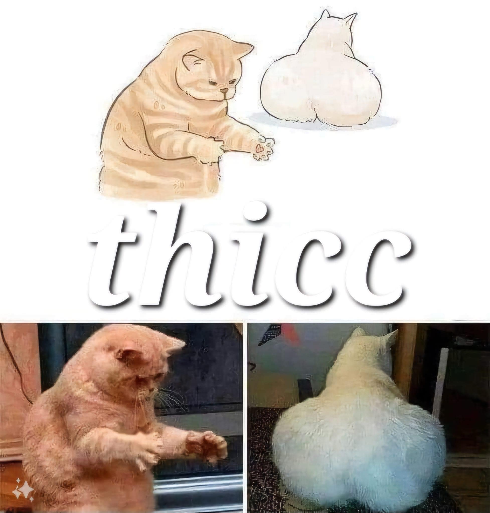 funny memes.