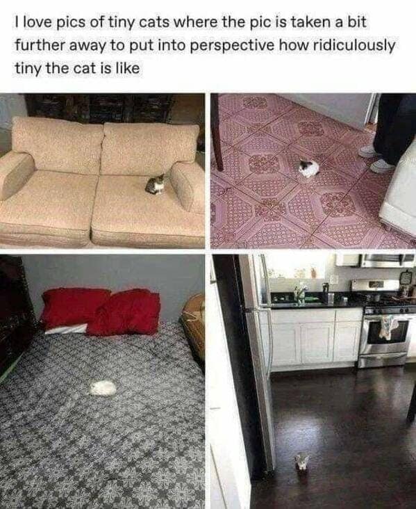 funny pics. I love pics of tiny cats where the pic is taken a bit further away to put into perspective how ridiculously tiny the cat is