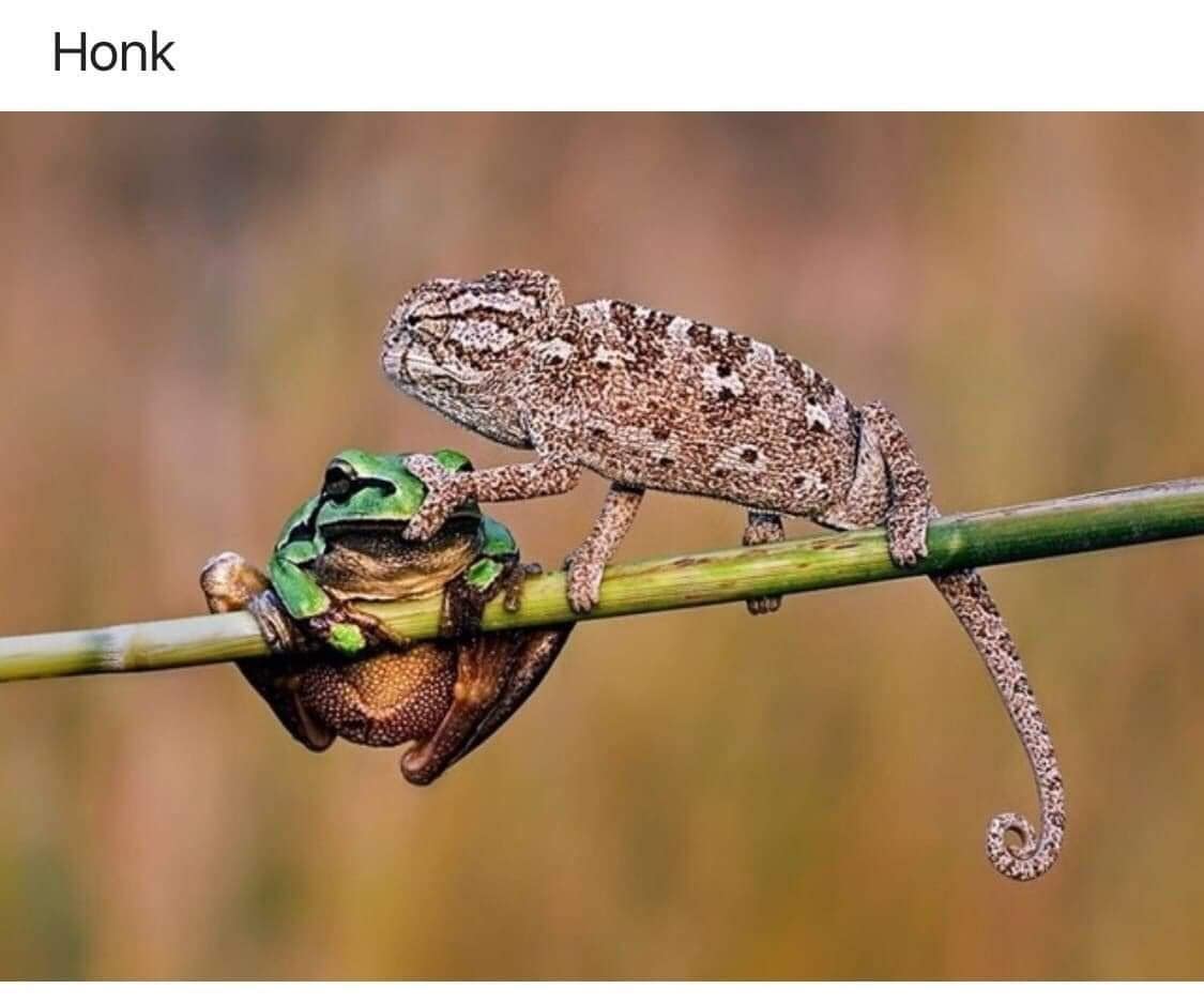 funny memes, funny images, funny pics, hilarious memes