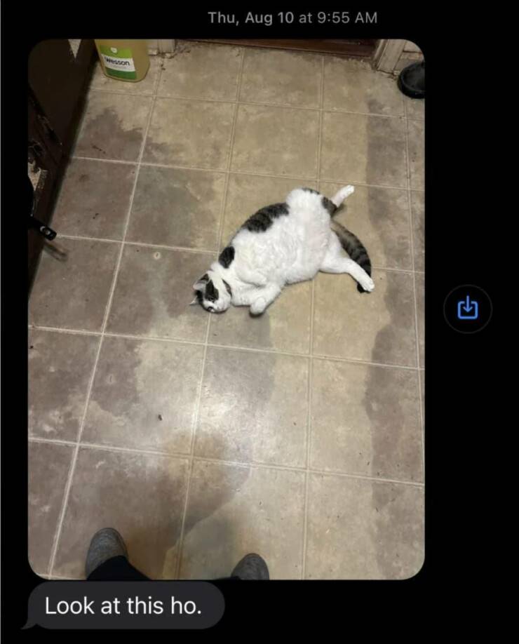 funny texts, hilarious message exchanges, hilarious messages, funny text exchanges, humorous text exchanges, comical text exchanges, text fails, messaging mishaps