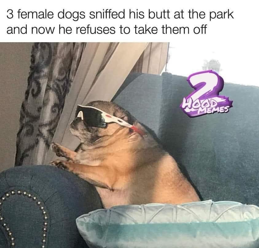 meme dump, funny memes, hilarious memes, viral memes, hilarious internet memes, meme collection, humorous memes