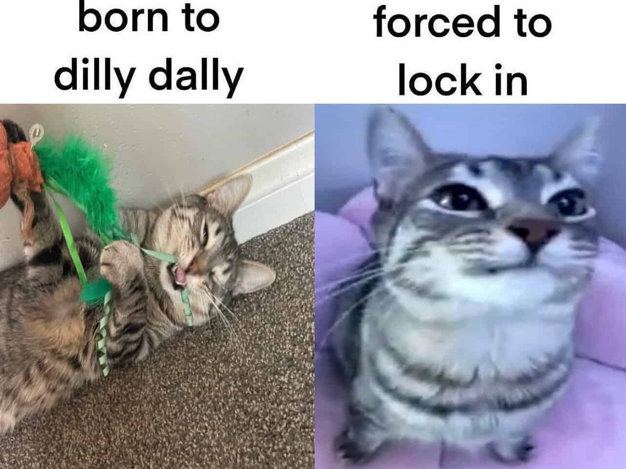 meme dump, hilarious memes, Saturday memes, weekend humor, comedy collection, meme compilation, laughter fest, humor roundup