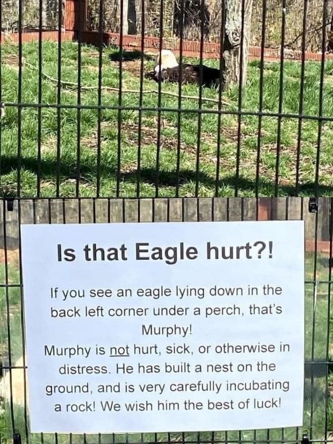 funny memes. Is that Eagle hurt?! If you see an eagle lying down in the back left corner under a perch, that's Murphy! Murphy is not hurt, sick, or otherwise in distress. He has built a nest on the ground, and is very carefully incubating a rock! We wish him the best of luck!