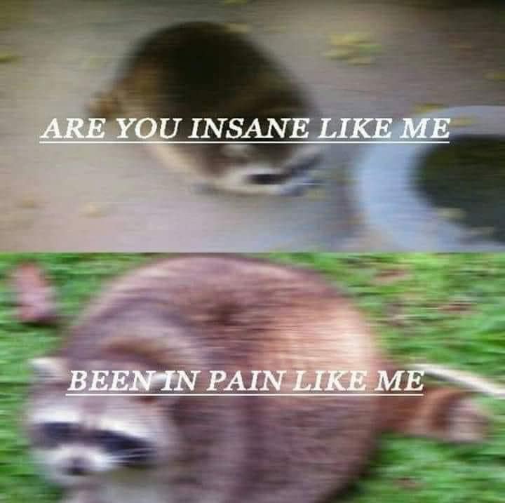 funny memes.