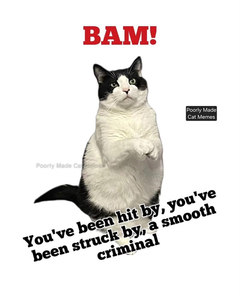 cat memes, motivational cats, feline memes, uplifting cat humor, cat motivation