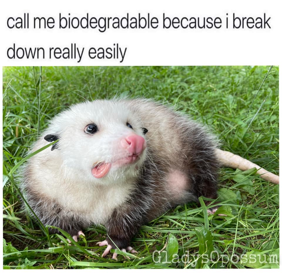 meme dump, funny memes, hilarious memes