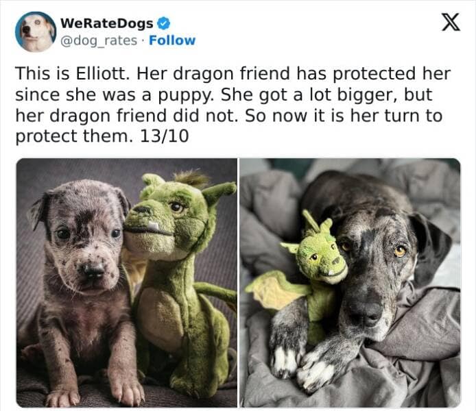 weratedogs, Wholesome memes, Dog humor