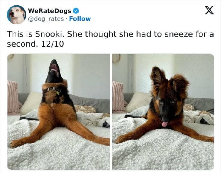 weratedogs, Wholesome memes, Dog humor