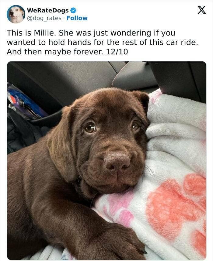 weratedogs, Wholesome memes, Dog humor