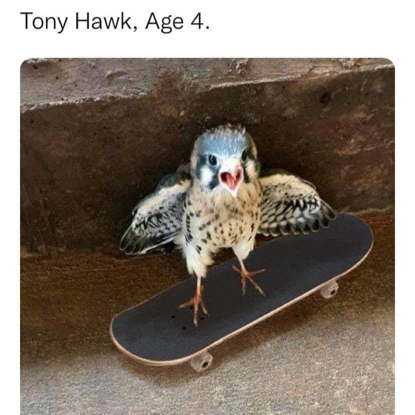 classic memes, vintage memes, viral tweets, nternet culture, viral sensations, meme history, Timeless humor, iconic memes, internet nostalgia