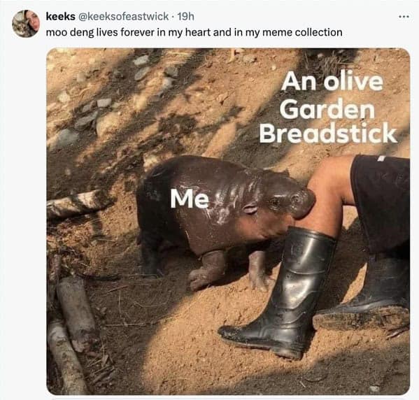 Moo deng memes, moo deng, Pygmy hippo memes