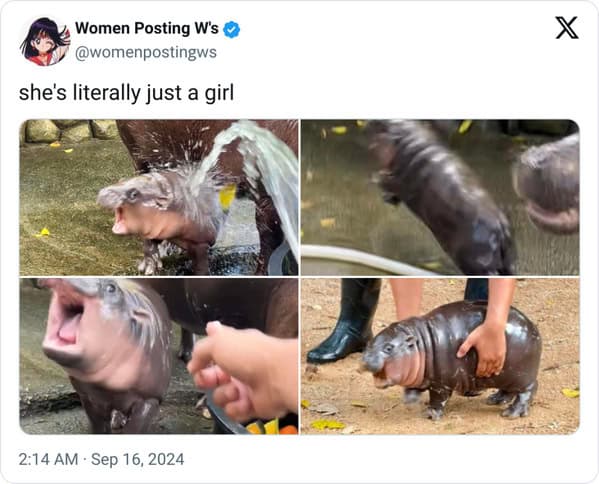 Moo deng memes, moo deng, Pygmy hippo memes