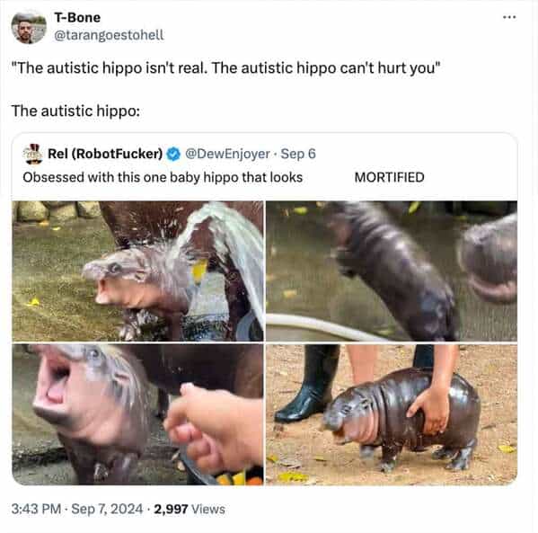 Moo deng memes, moo deng, Pygmy hippo memes