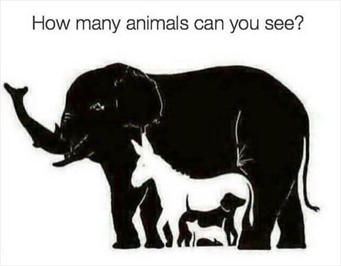 How many animals can you see?